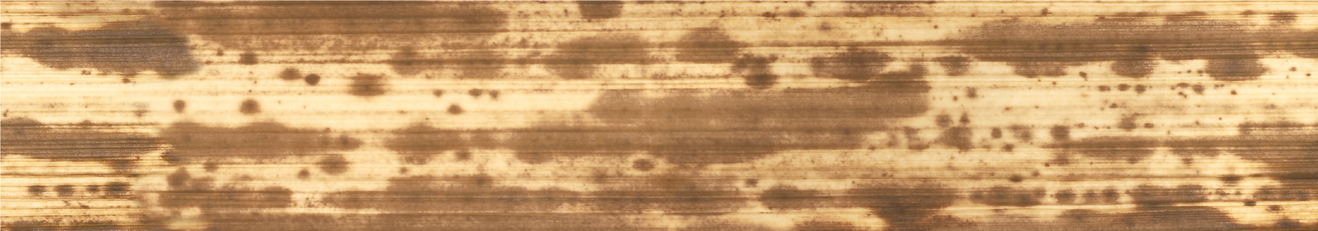竹皮 （60mm×10m／220mm×10m）