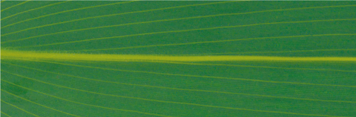 笹 （60mm×10m／220mm×10m）