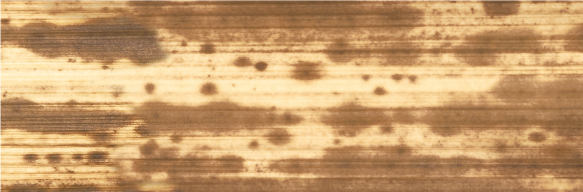 竹皮 （60mm×10m／220mm×10m）