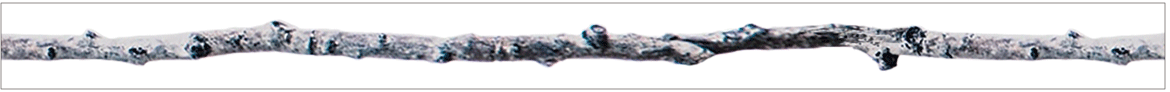 枝（7mm×30m）
