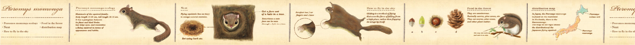 mt ex encyclopedia flying squirrel （30mm×7m）